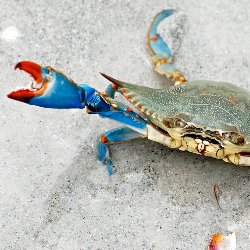 Meet your Posher, Justine